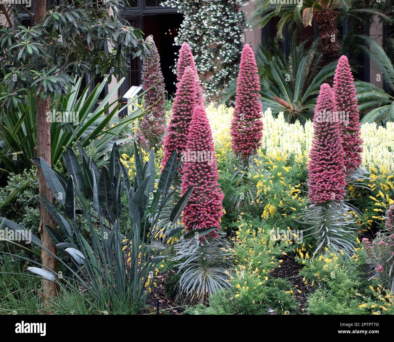 Echium wildpretii - Tour des joyaux Banque D'Images