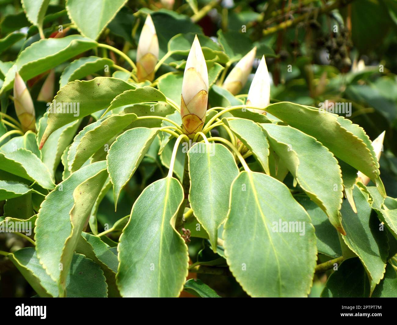 Probablement Trochodendron aralioides Banque D'Images