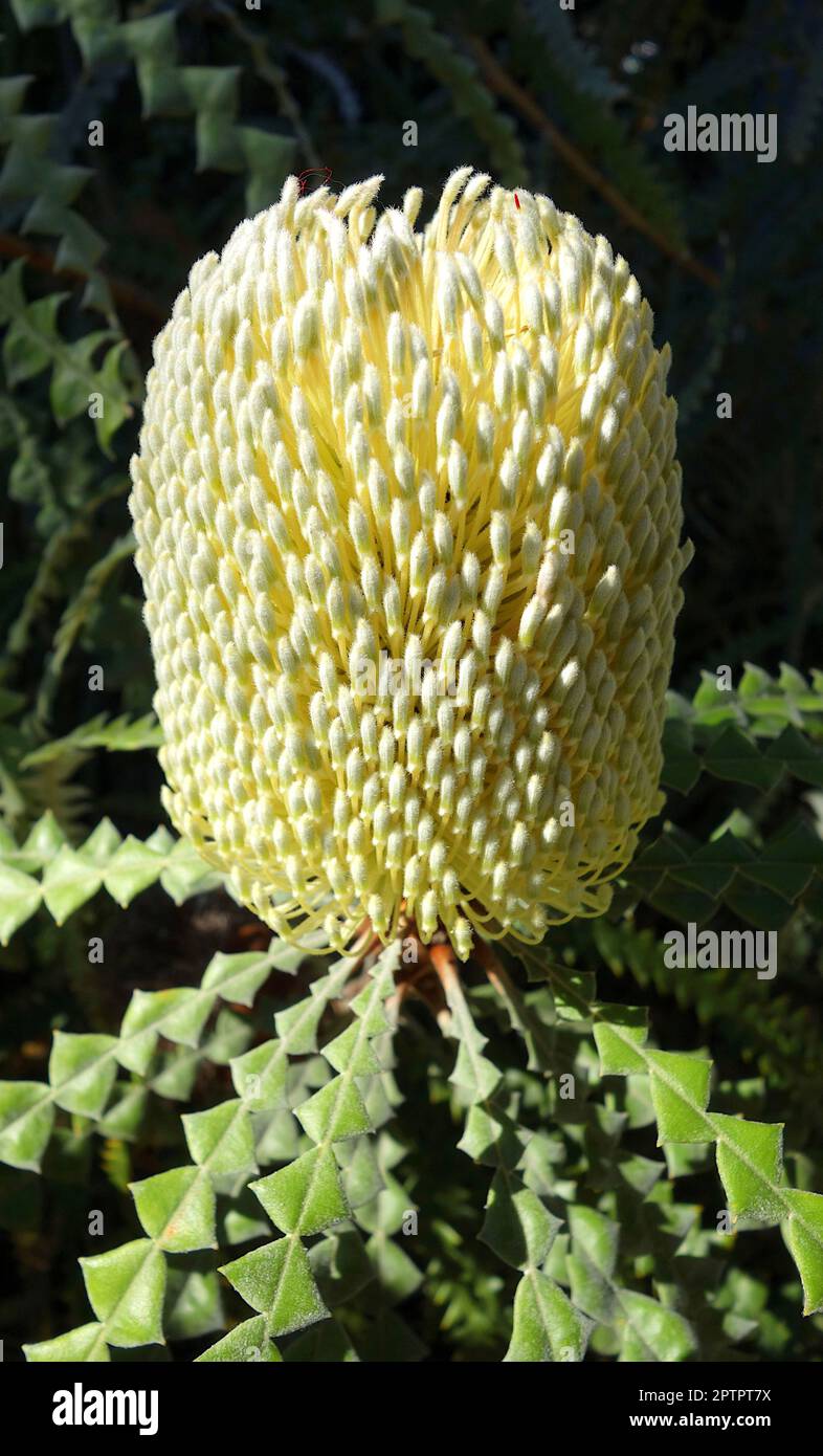 Banksia speciosa Banque D'Images