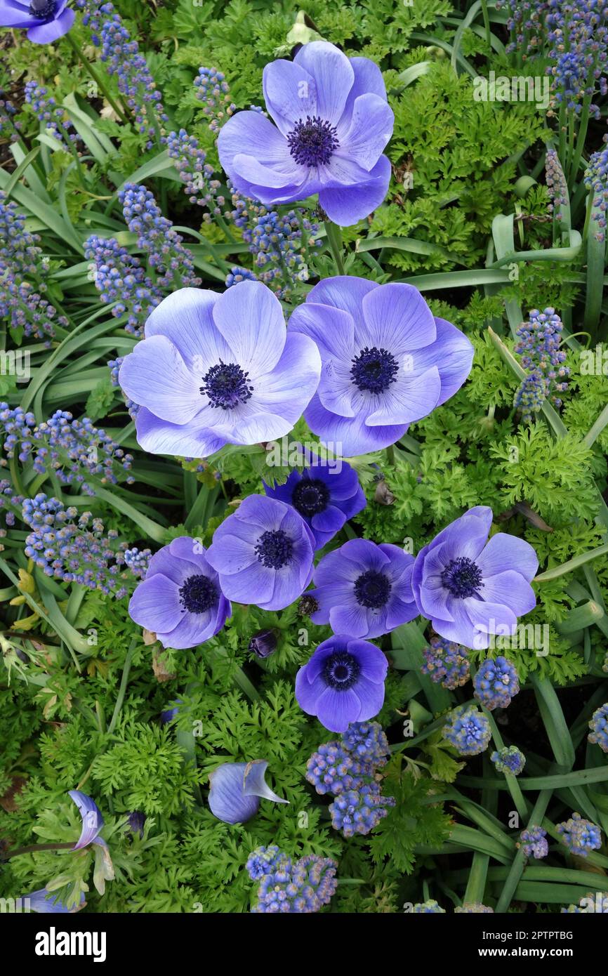 Anemone coronaria Banque D'Images