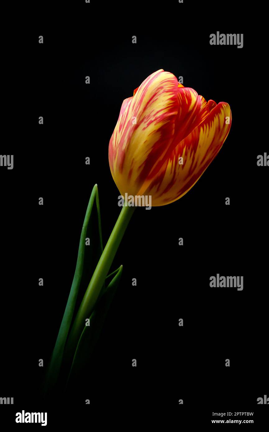 Tulipe sur fond noir Banque D'Images