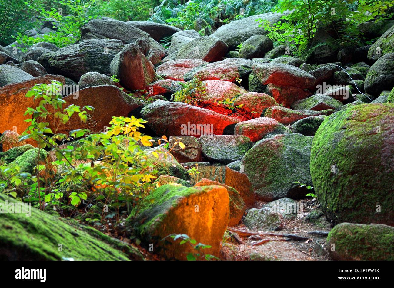 Pierres lumineuses colorées dans un ruisseau sur le sol de la forêt Banque D'Images
