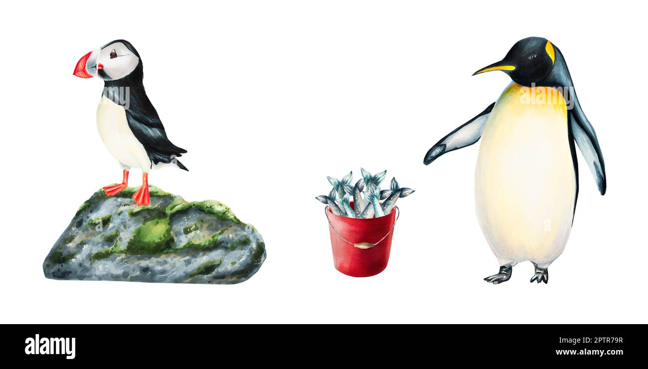 Aquarelle animaux arctiques ensemble isolé. Puffin oiseau sur pierre et grand pingouin avec seau rouge plein de poisson. Pour les designers, la décoration, les cartes postales Banque D'Images