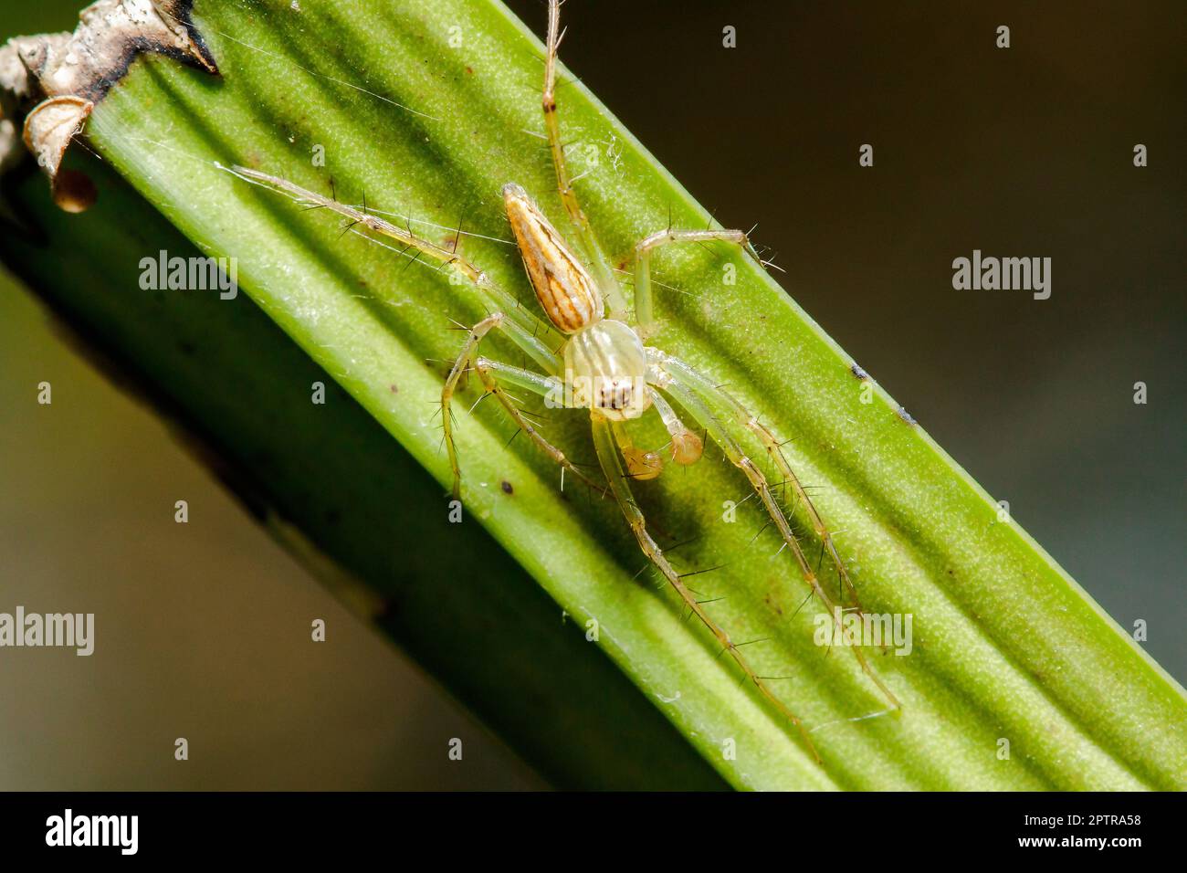 Oxyopes javanus Throll sur les feuilles peut sauter pour attraper la proie. Banque D'Images