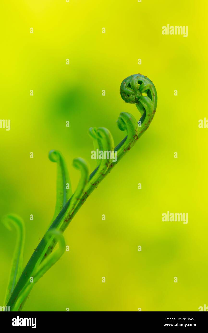 Feuilles de Fern roulées dans la nature. Banque D'Images