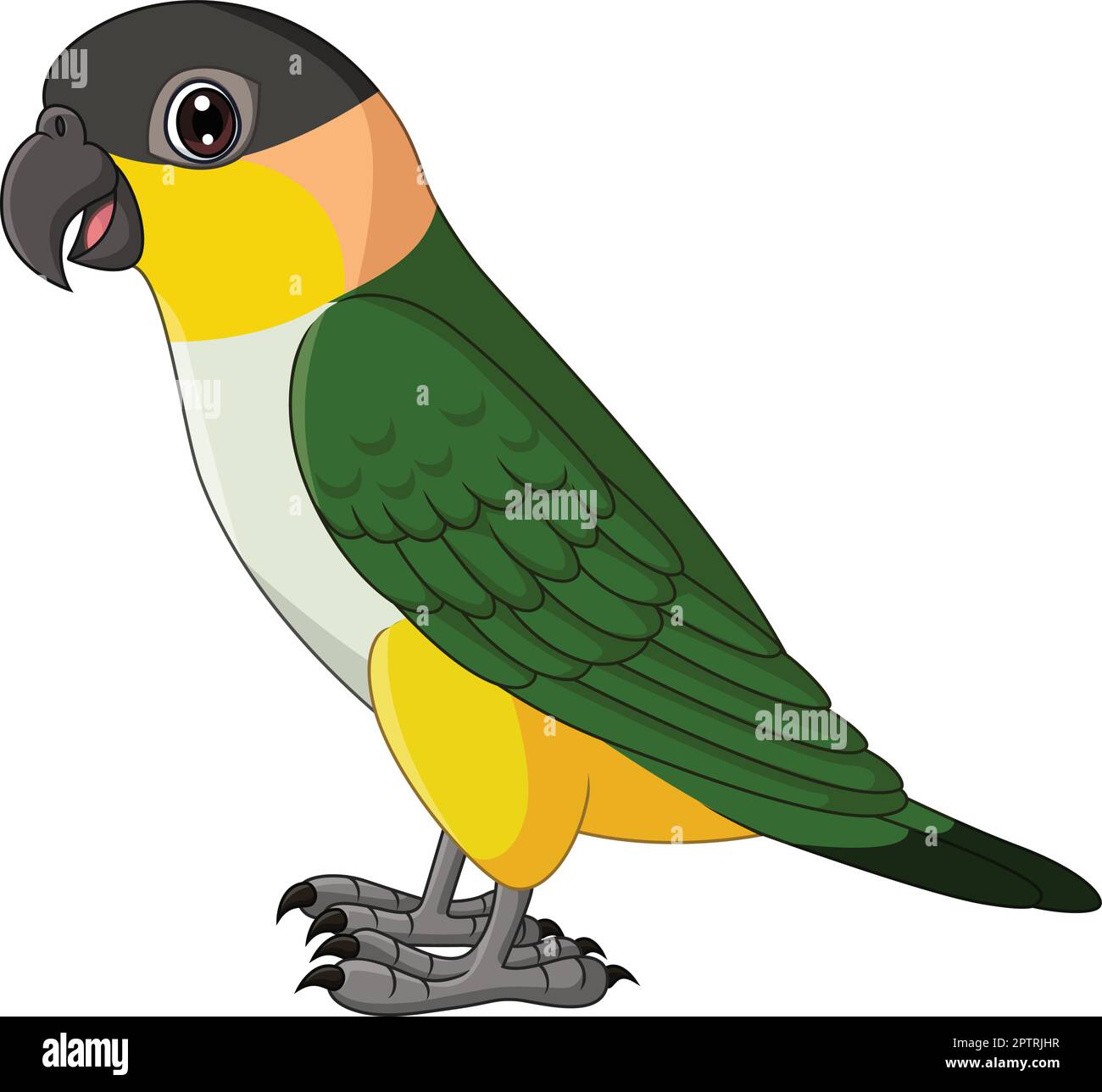 Caricature de la caque Parrot sur fond blanc Image Vectorielle Stock ...