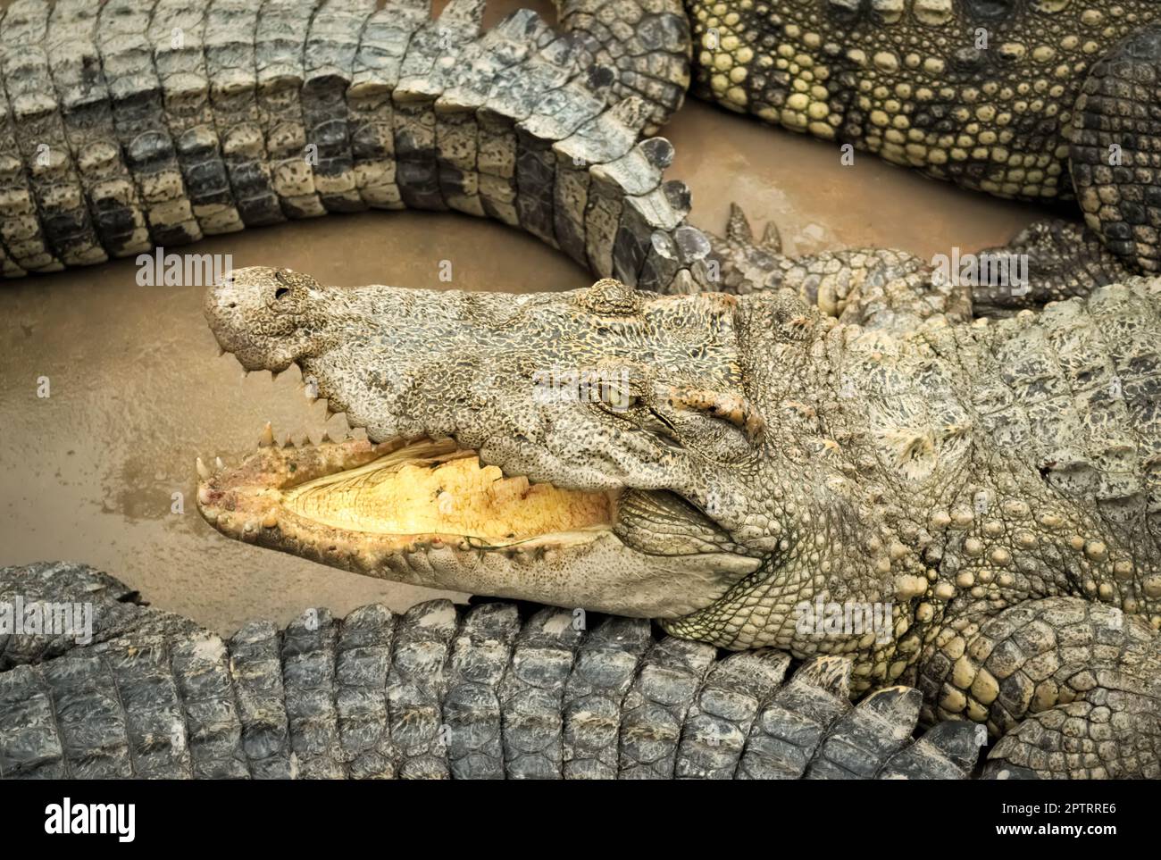 Crocodile siamois (Crocodylus siamensis) dans une ferme près de My Tho, Vietnam. Il s'agit d'une espèce en voie de disparition de crocodiles d'eau douce de taille moyenne, indigènes à Banque D'Images