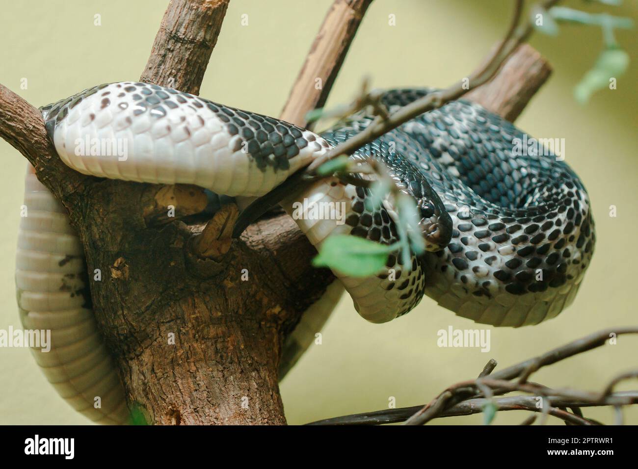 Naja siamensis est sur la branche. Est un cobra qui peut vaporiser le poison qui peut vaporiser le poison loin Banque D'Images