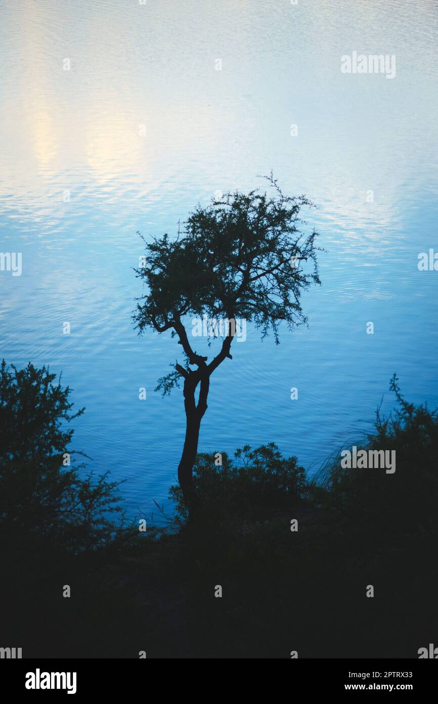 Un arbre à épines isolé silhouetté contre les reflets du ciel crépuscule sur le lac Potrero de los Funes, à San Luis, en Argentine. Banque D'Images