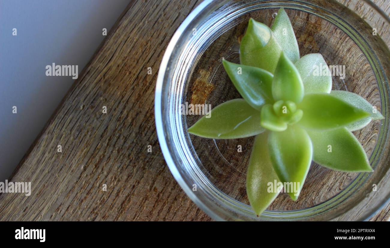 Une pousse d'une plante décorative immergée dans l'eau à l'intérieur d'un bol en verre Banque D'Images