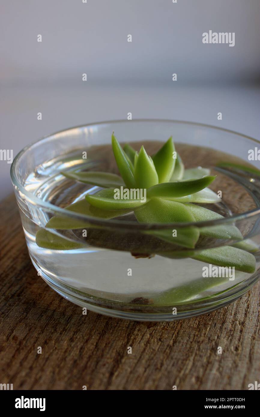 Un jeune germe de plante essaie de prendre racine dans un pot transparent rempli d'eau Banque D'Images