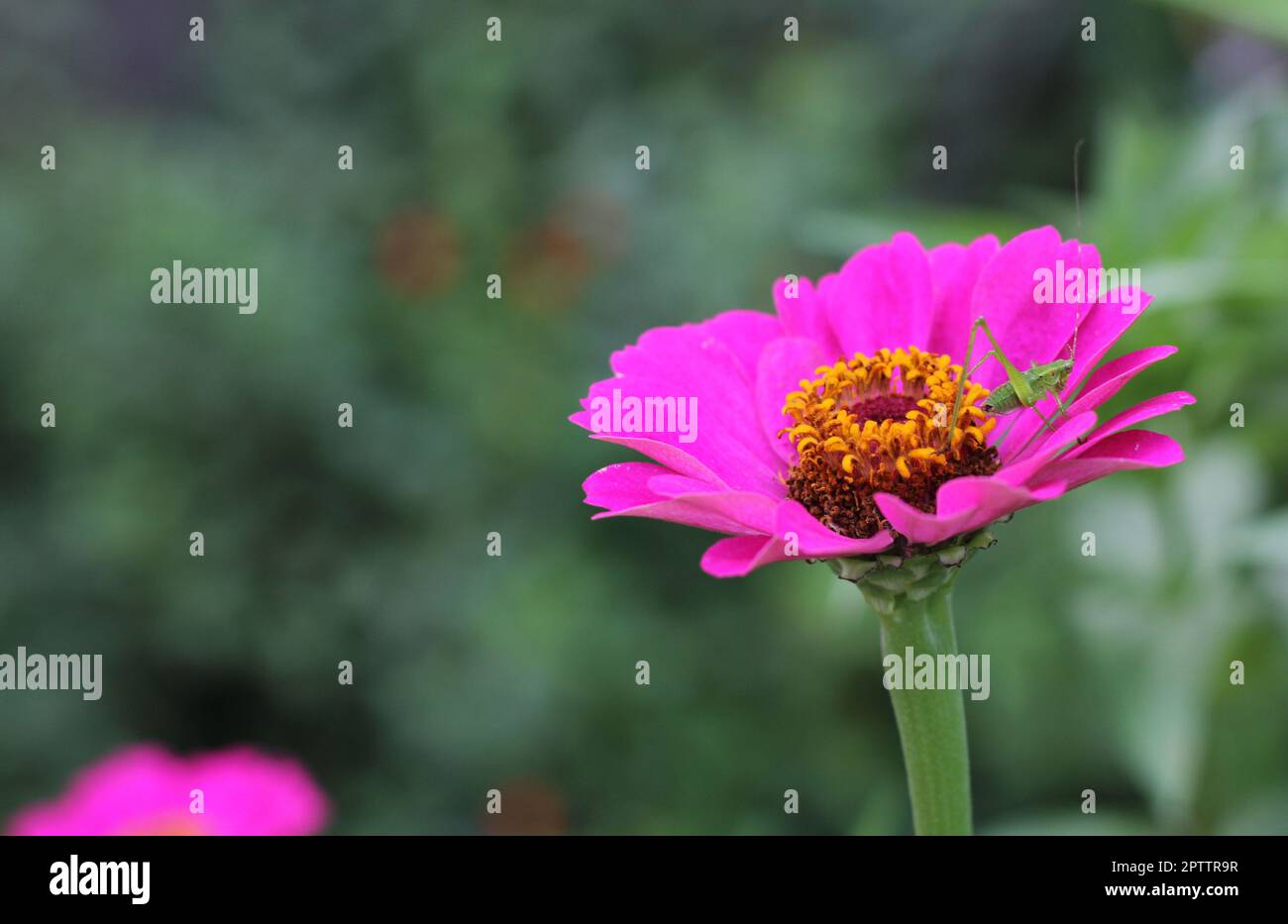 Rose Zinnia Flower avec Green Bush Cricket sur pétales gros plan Banque D'Images