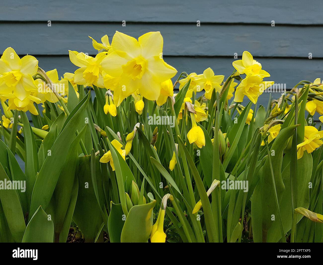 Détail des fleurs de jonquille en pleine floraison. Banque D'Images