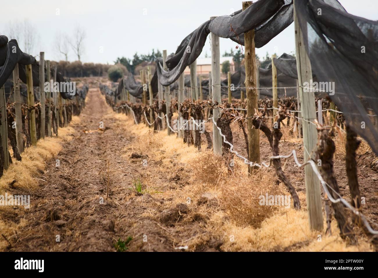 Les rangs des vignobles après l'élagage d'hiver à Tupungato, Mendoza, Argentine. Banque D'Images