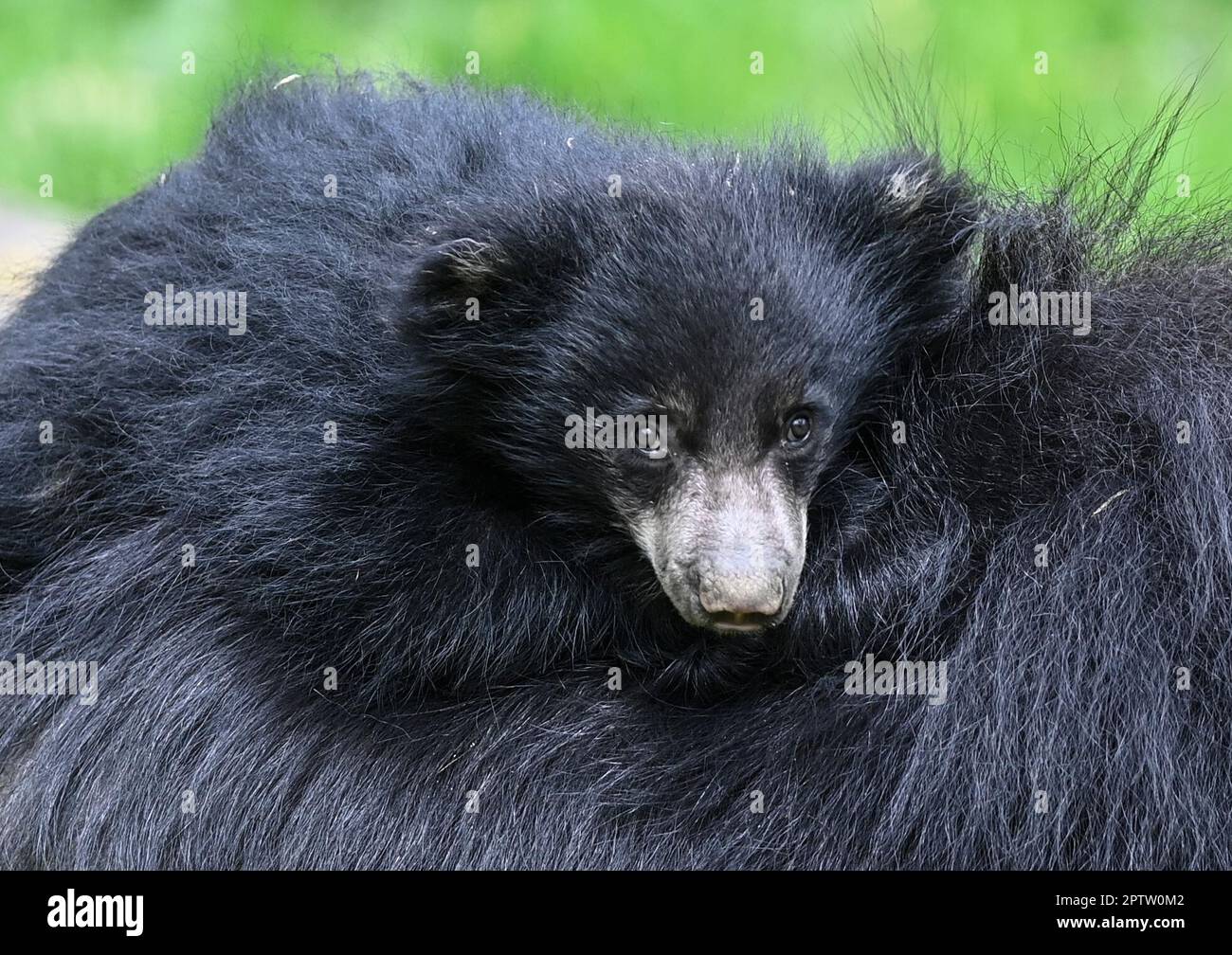 Zlin, République tchèque. 28th avril 2023. Le cub de l'ours Sloth, Melursus ursinus, a été présenté au public au zoo de Zlin, en République tchèque, vendredi, à 28 avril 2023. Crédit: Dalibor Gluck/CTK photo/Alamy Live News Banque D'Images