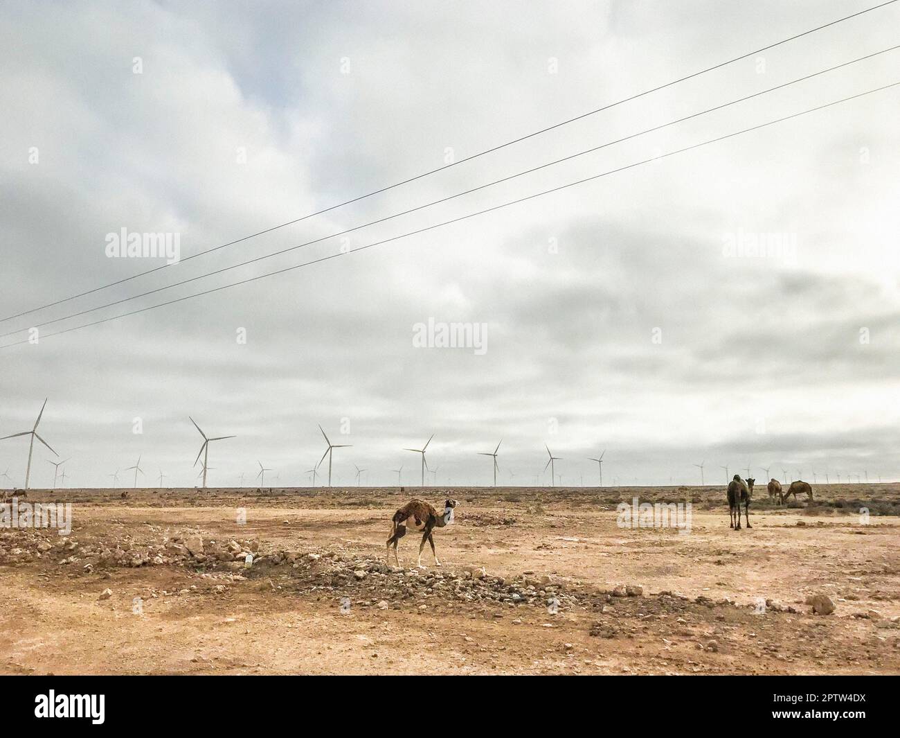 Maroc, Sahara occidental, éoliennes Banque D'Images