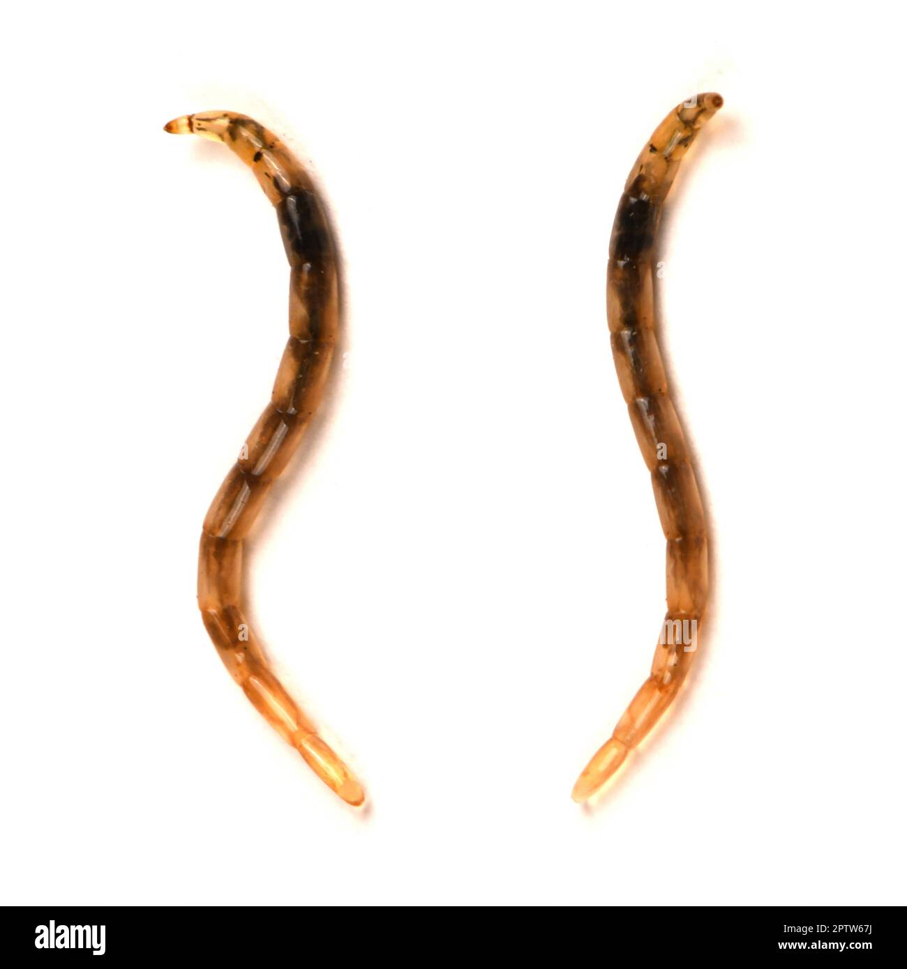 Larves Ceratopogonidae est une famille de mouches communément connues sous le nom de moucherons sans-voir-ums, isolés sur fond blanc. Gros plan extrême. Vue latérale Banque D'Images