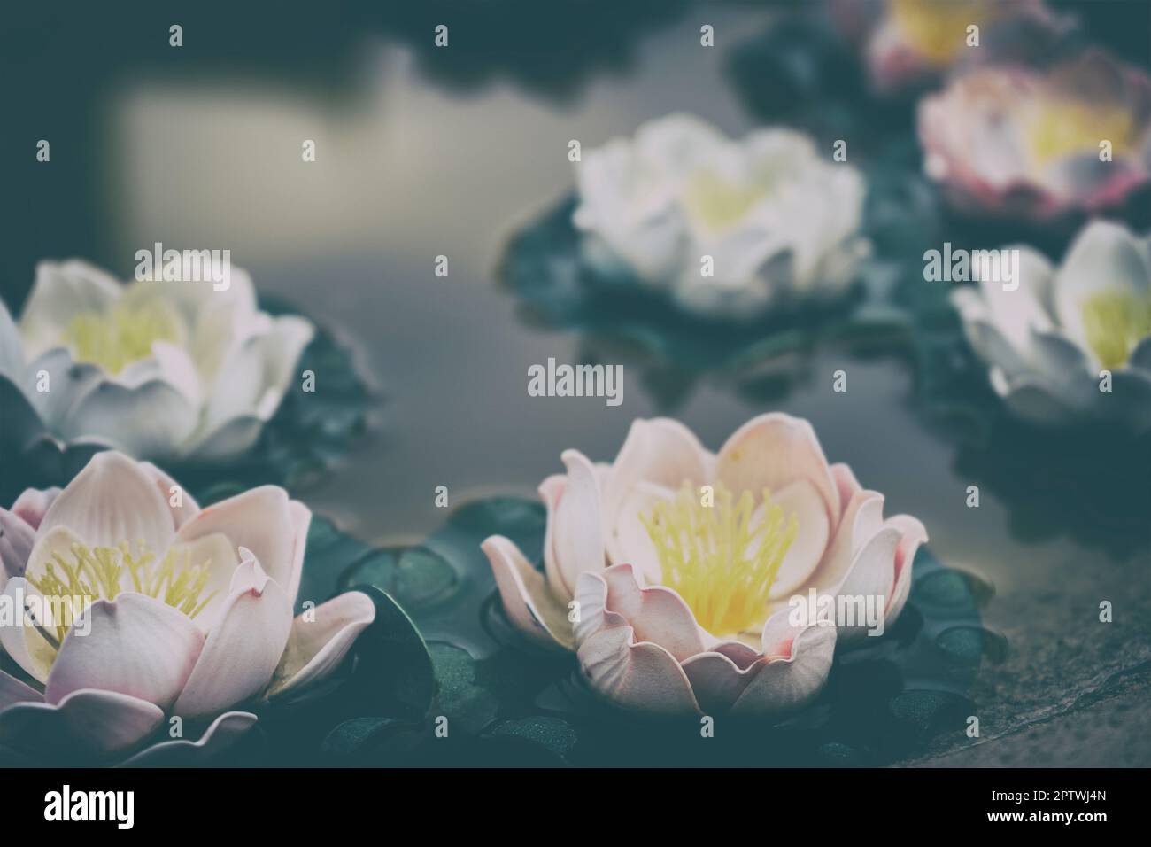 Fleurs flottantes en plastique sur fond coloré de jardin Banque D'Images