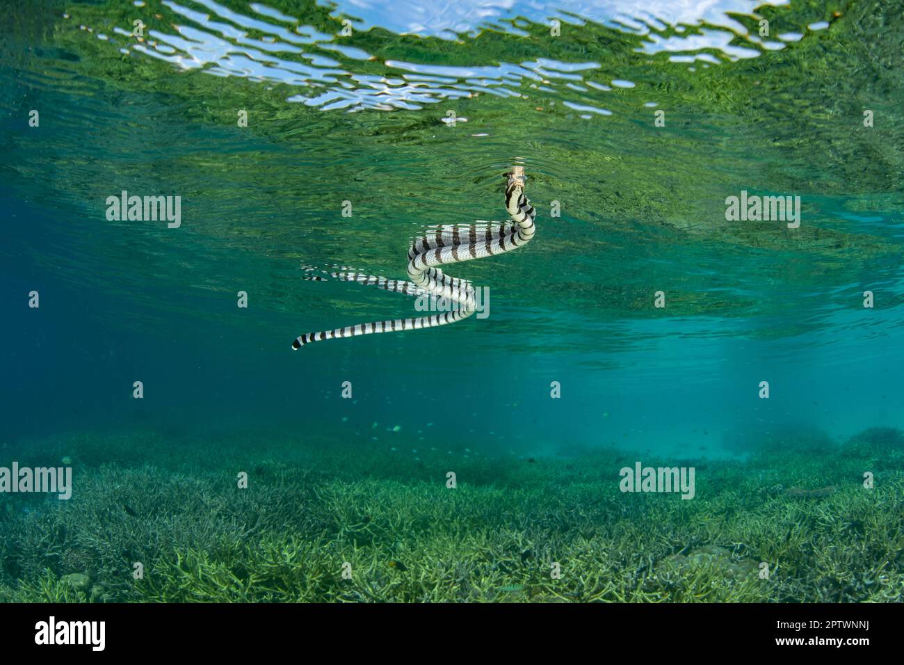 Un krait de mer bandé, Laticauda colubrina, s'élève à la surface de la mer pour respirer. Ces serpents de mer venimeux sont répandus dans le Pacifique. Banque D'Images