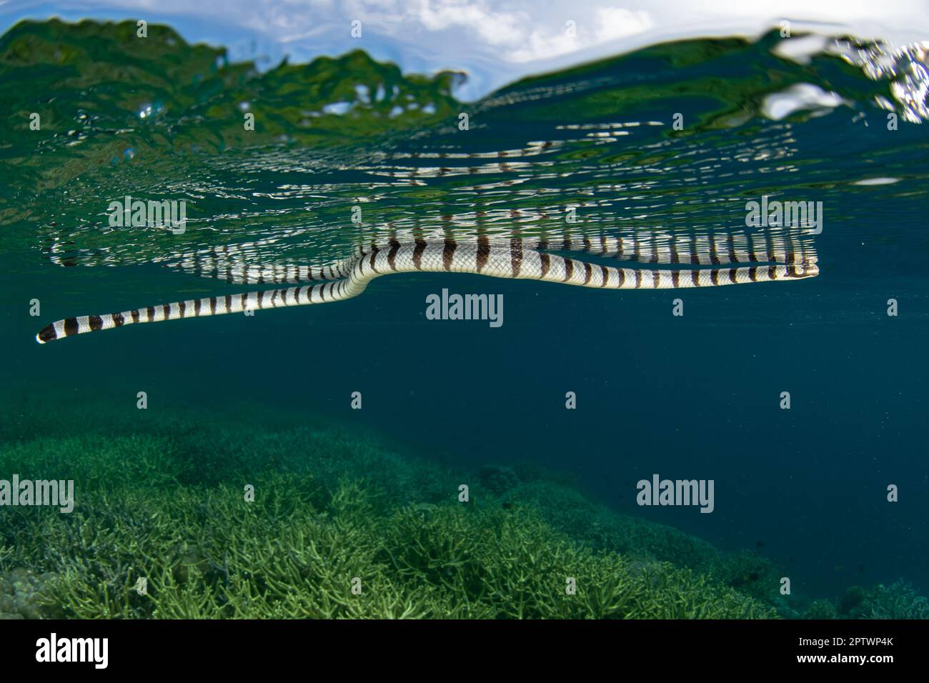 Un krait de mer bandé, Laticauda colubrina, s'élève à la surface de la mer pour respirer. Ces serpents de mer venimeux sont répandus dans le Pacifique. Banque D'Images