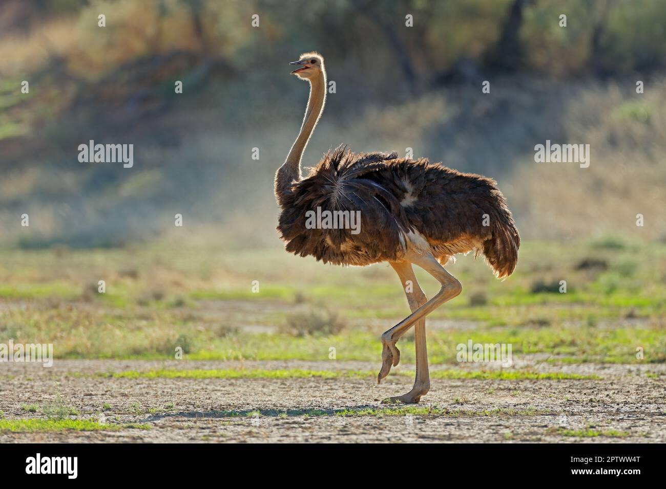 Autruche femelle (Struthio camelus) dans l'habitat naturel, désert du Kalahari, Afrique du Sud Banque D'Images