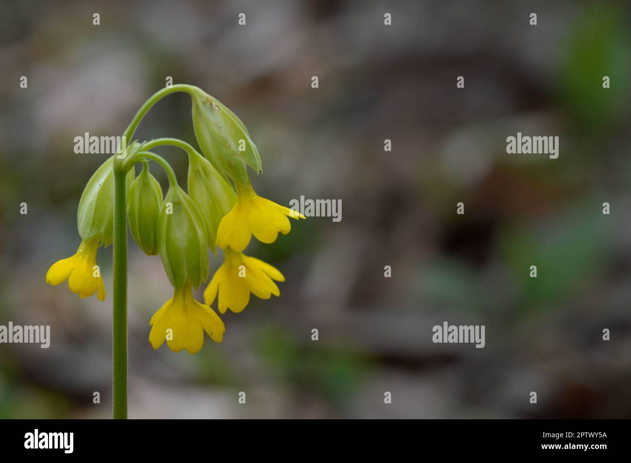 Cowslip, fleur sauvage jaune du début du printemps dans la nature, gros plan. Macro des têtes de fleurs. Banque D'Images