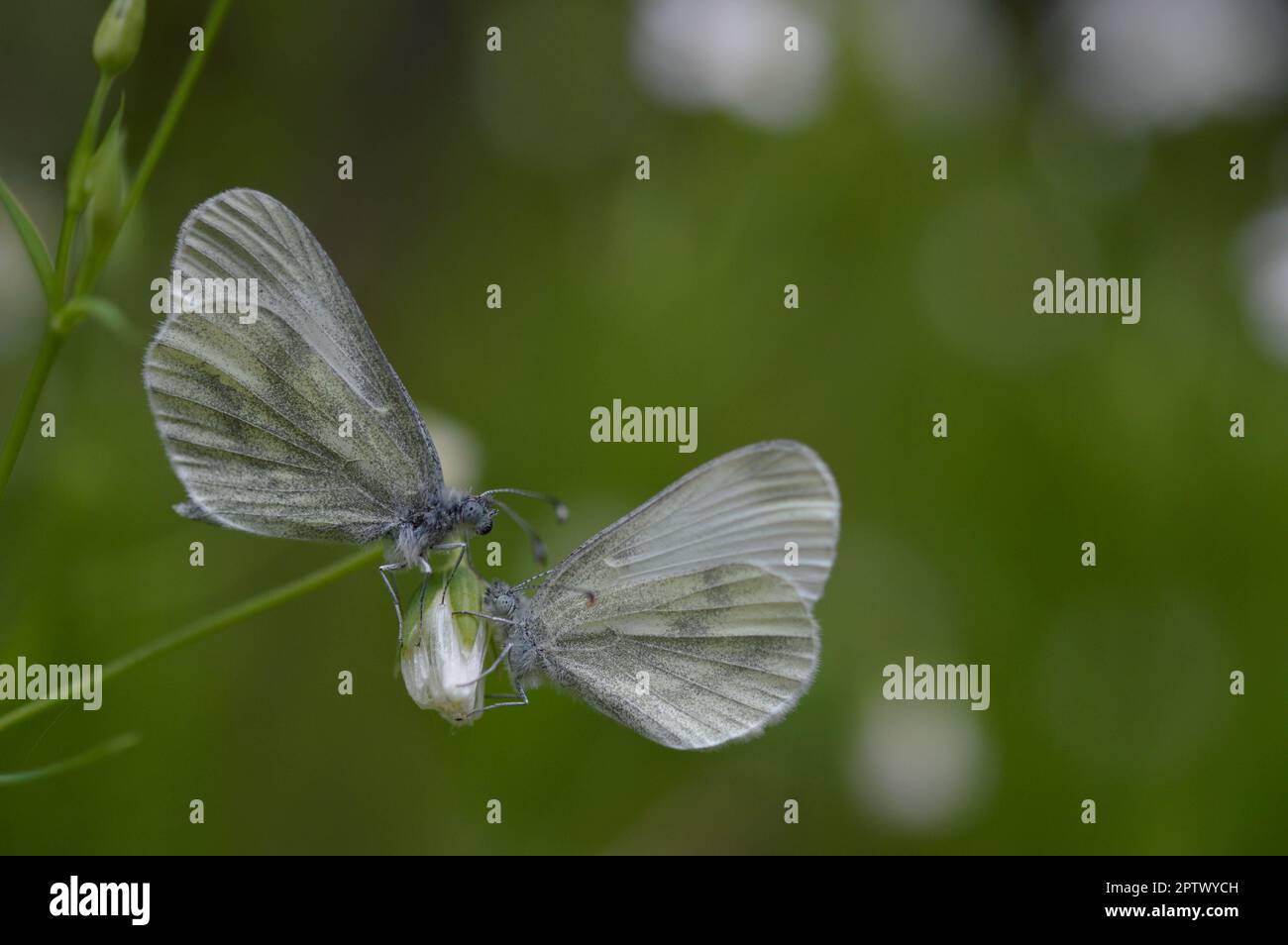 Deux papillons blancs en bois (Leptidea sinapis) sur un millepertuis de Rabelera, bourgeon blanc de fleurs sauvages, macro gros plan, fond vert. Banque D'Images