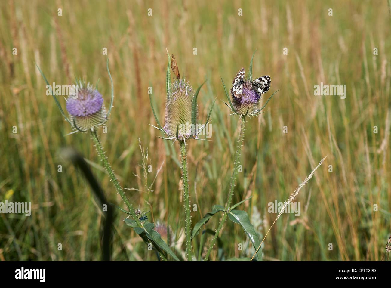 Chardons fleuris avec papillons V Banque D'Images