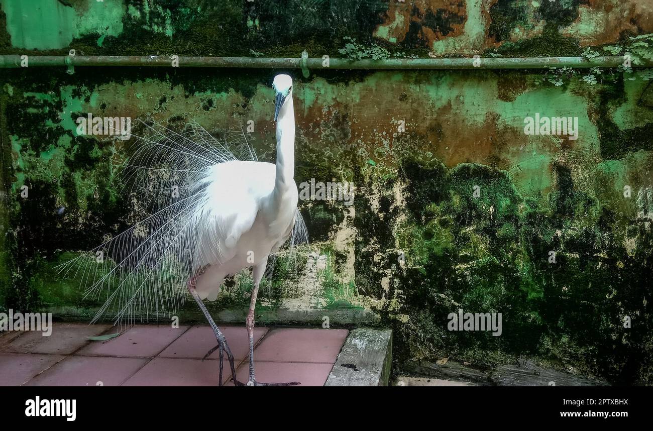 Photo d'une cigogne blanche dans une cage. Stork est un oiseau de la famille des Ciconiidae avec un grand corps caractéristique, de longues jambes, un long cou et un long et str Banque D'Images