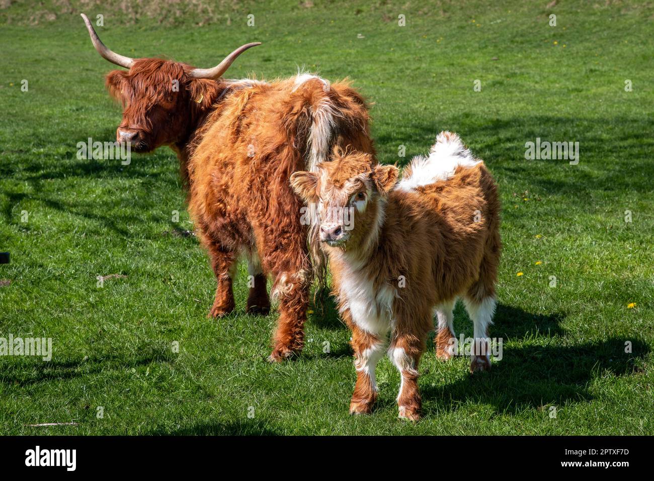 Bovins des Highlands cornes de cowons et veau, brun et blanc, debout dans un champ vert. Banque D'Images