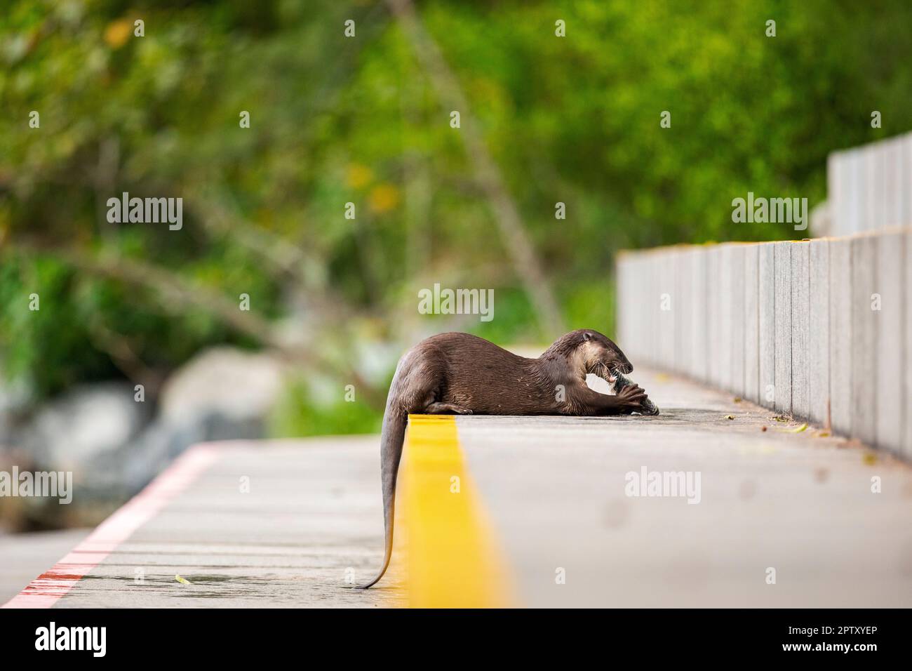 Une loutre recouverte de douceur mangeant du poisson tout en s'étendant sur les marches d'une promenade de l'île, Singapour Banque D'Images
