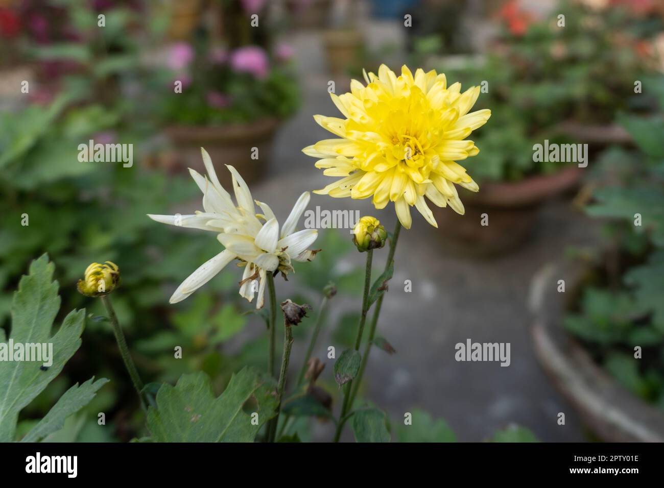 Chrysanthèmes dans le jardin. Un bouquet de belles fleurs de chrysanthème à l'extérieur. Fleur jaune de chrysanthème Banque D'Images