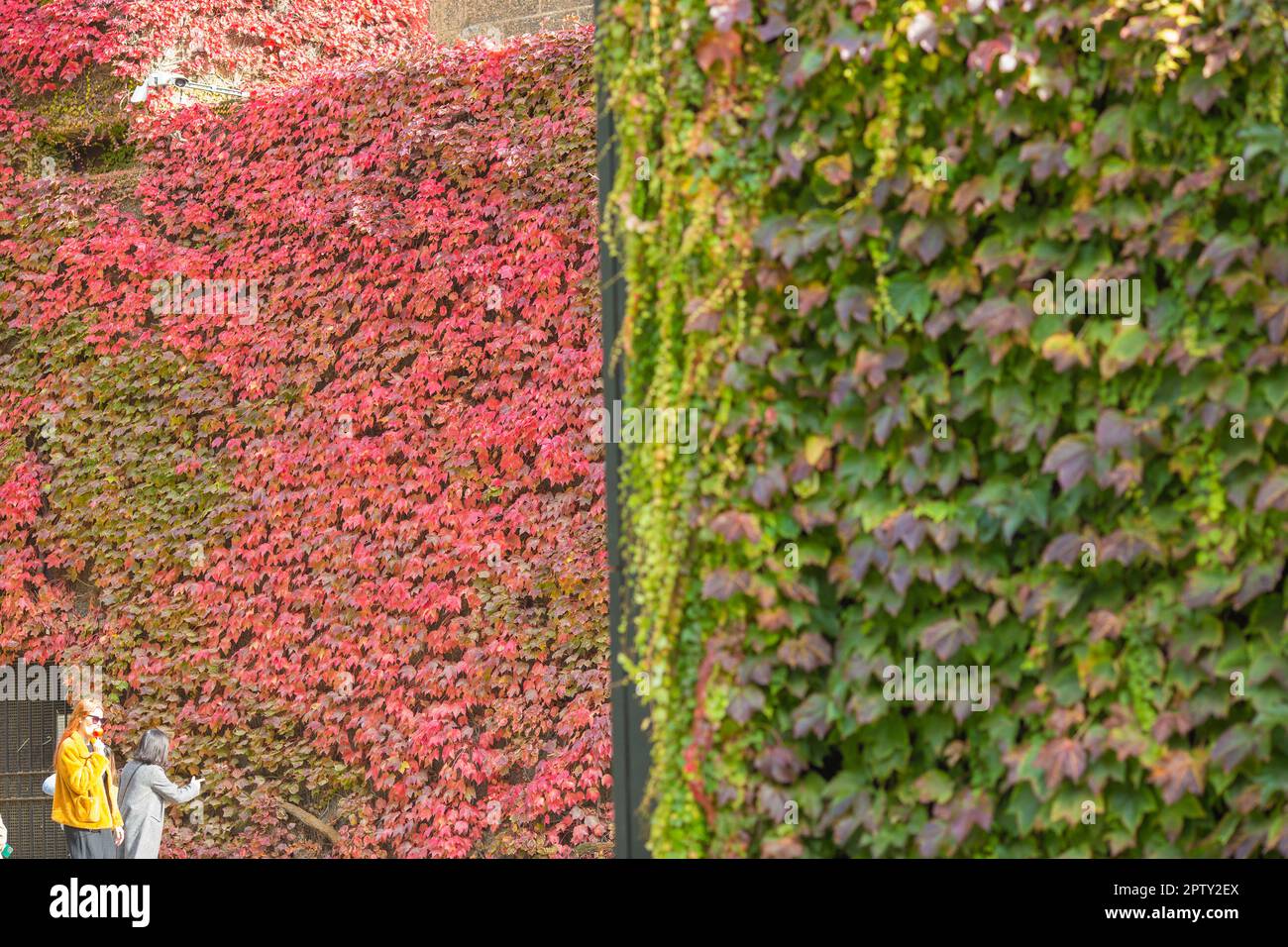 Les gens prennent des photos devant les feuilles d'automne dans le centre de Londres. Banque D'Images