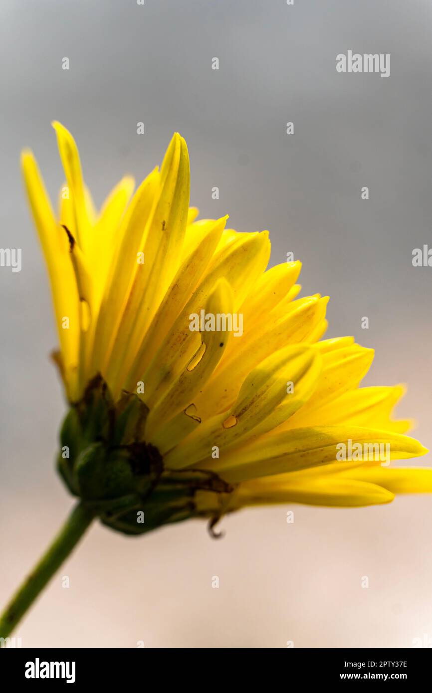 Fleurs de chrysanthèmes jaune clair fleur jaune sur isolé avec un arrière-plan flou. Grande fleur de shaggy pour la conception motif de Chrysanthemum dans les fleurs Banque D'Images