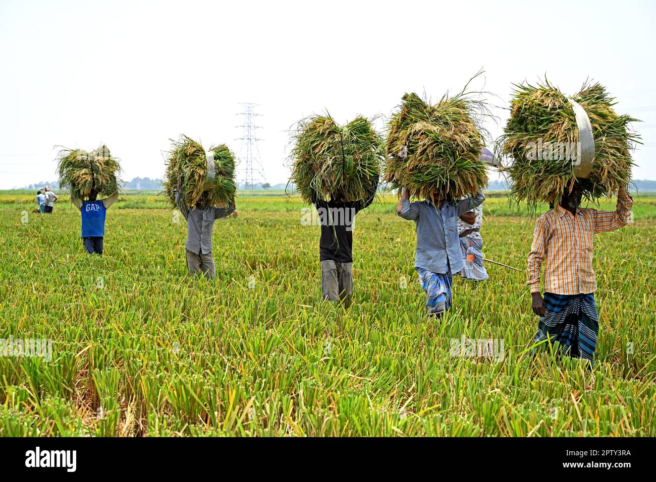 Les agriculteurs bangladais transportent des paquets de paddy récoltés à Saver à Dhaka, au Bangladesh, en Ontario, au 28 avril 2023. La principale culture alimentaire du Bangladesh est le riz. Le secteur du riz contribue à la moitié du PIB agricole et à un sixième du revenu national au Bangladesh. Presque toutes les 13 millions de familles agricoles du pays cultivent du riz. Le riz est cultivé sur environ 10,5 millions d'hectares, ce qui est resté presque stable au cours des trois dernières décennies. Environ 75 % de la superficie totale cultivée et plus de 80 % de la superficie totale irriguée est ensemencée en riz. Ainsi, le riz joue un rôle vital dans la subsistance du peuple de Ban Banque D'Images