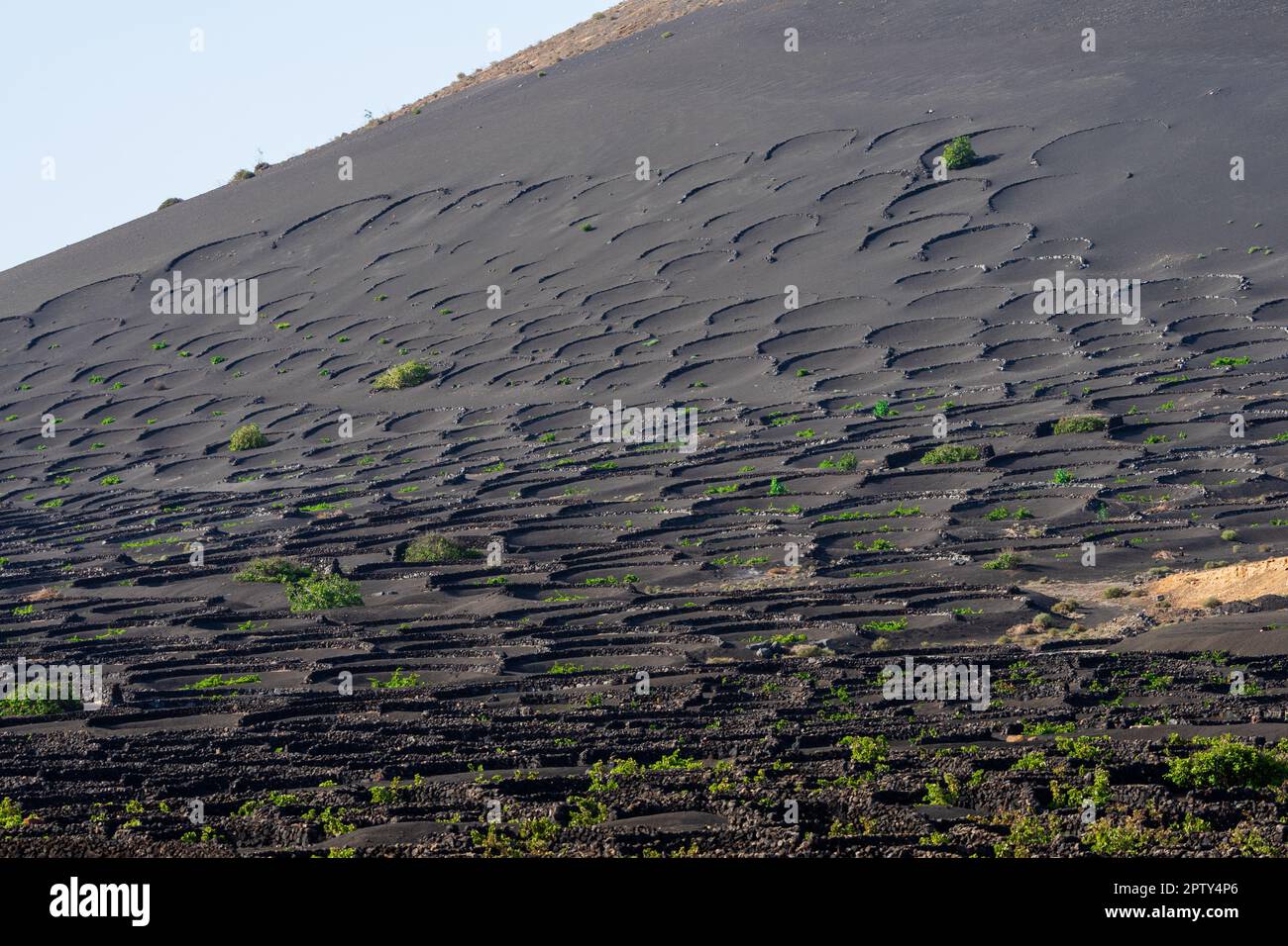 Vignobles typiques sur sol noir de lave. Région de la Geria. Lanzarote, îles Canaries. Espagne. Banque D'Images