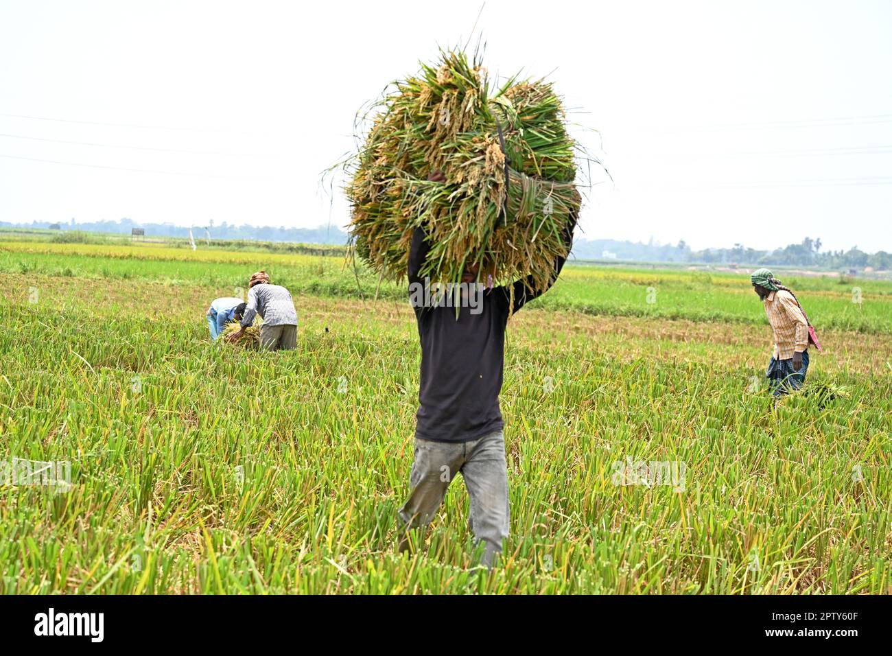 Les agriculteurs bangladais transportent des paquets de paddy récoltés à Saver à Dhaka, au Bangladesh, en Ontario, au 28 avril 2023. La principale culture alimentaire du Bangladesh est le riz. Le secteur du riz contribue à la moitié du PIB agricole et à un sixième du revenu national au Bangladesh. Presque toutes les 13 millions de familles agricoles du pays cultivent du riz. Le riz est cultivé sur environ 10,5 millions d'hectares, ce qui est resté presque stable au cours des trois dernières décennies. Environ 75 % de la superficie totale cultivée et plus de 80 % de la superficie totale irriguée est ensemencée en riz. Ainsi, le riz joue un rôle vital dans la subsistance du peuple de Ban Banque D'Images