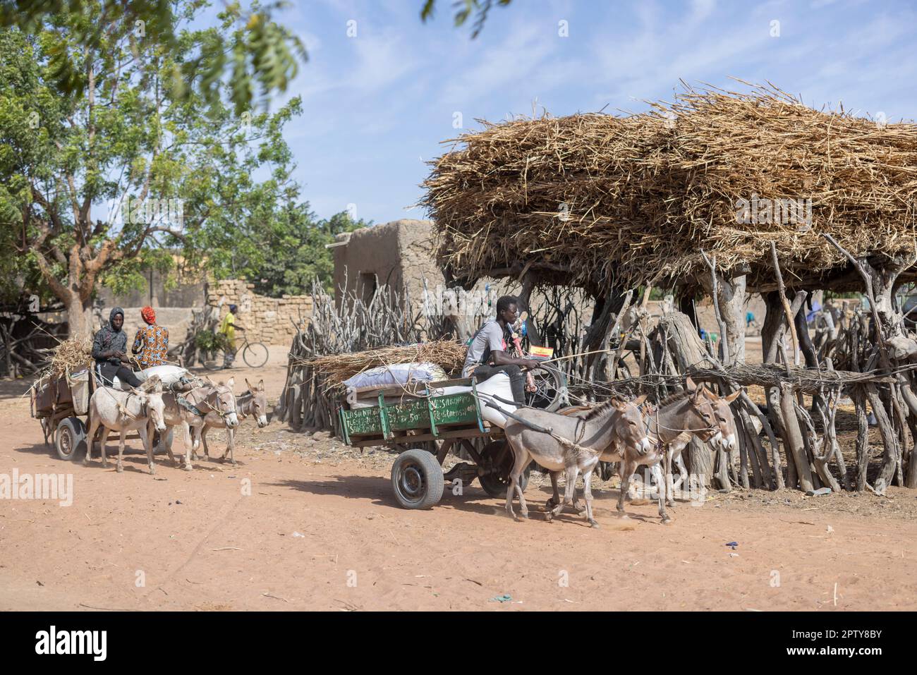Des charrettes tirées par des ânes descendent une route de village rural dans la région de Ségou, Mali, Afrique de l'Ouest. 2022 Mali sécheresse et crise de la faim. Banque D'Images