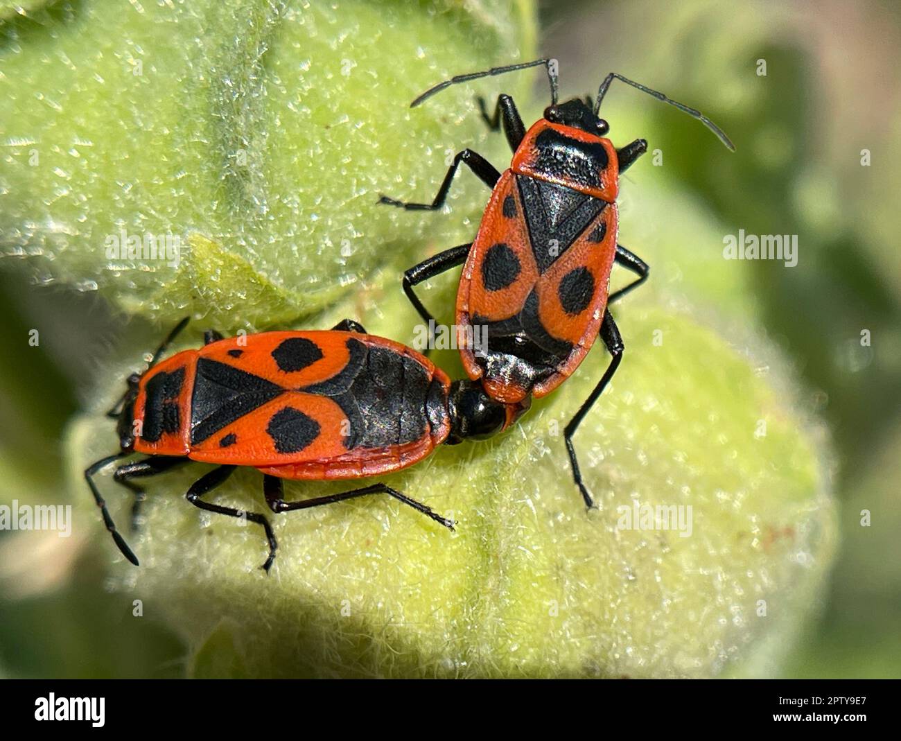 Feuerwanzen gehoeren mit ihrer rot-schwarzen Faerbung zu den auffaelligsten einheimischen Wanzenarten. Les insectes du feu, avec leur coloration rouge-noir, sont un Banque D'Images