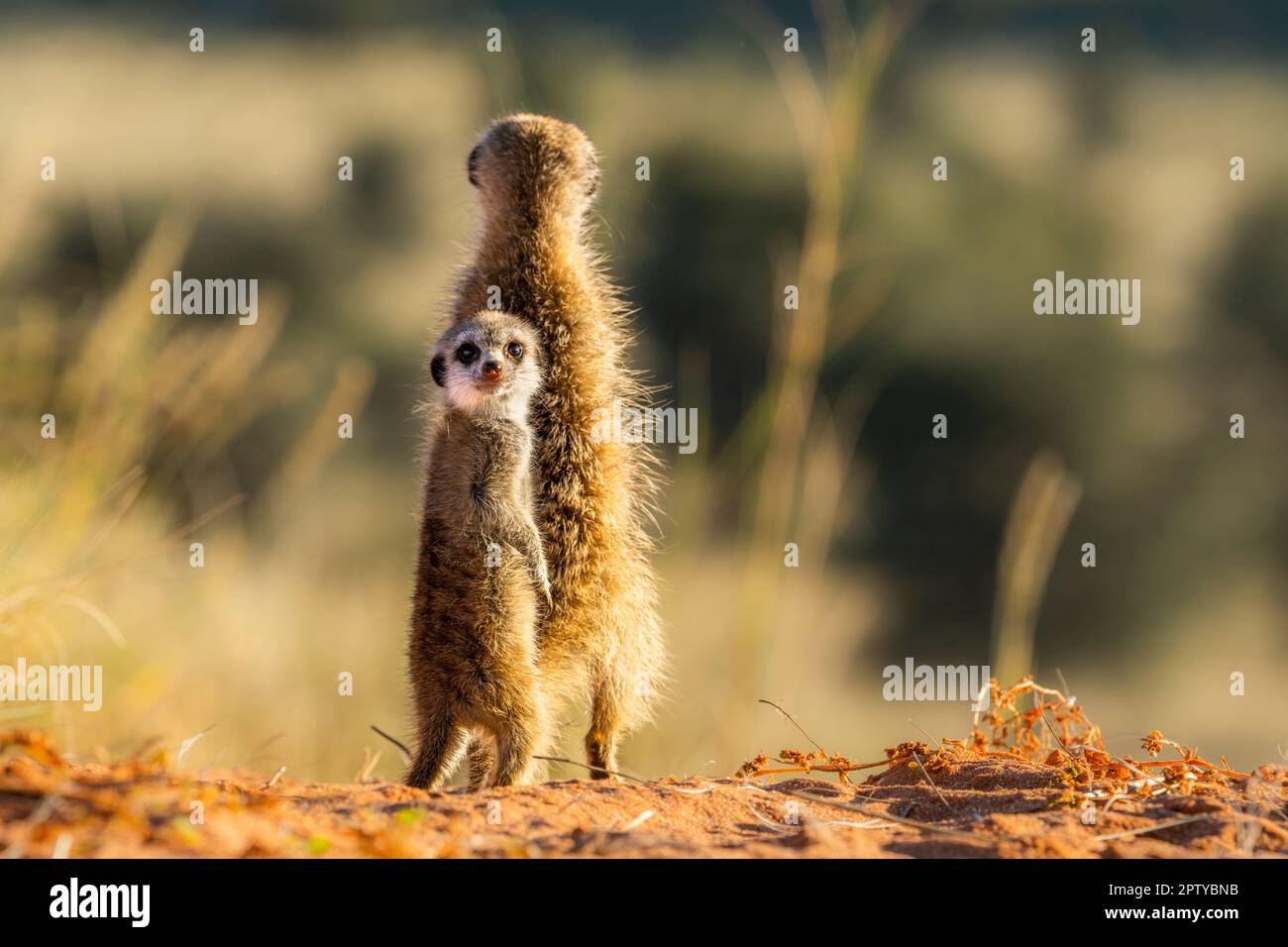 Meerkat gros plan portrait de l'animal sautant, courant. (Suricata suricata). Parc transfrontalier Kgalagadi, Kalahari, Afrique du Sud Banque D'Images