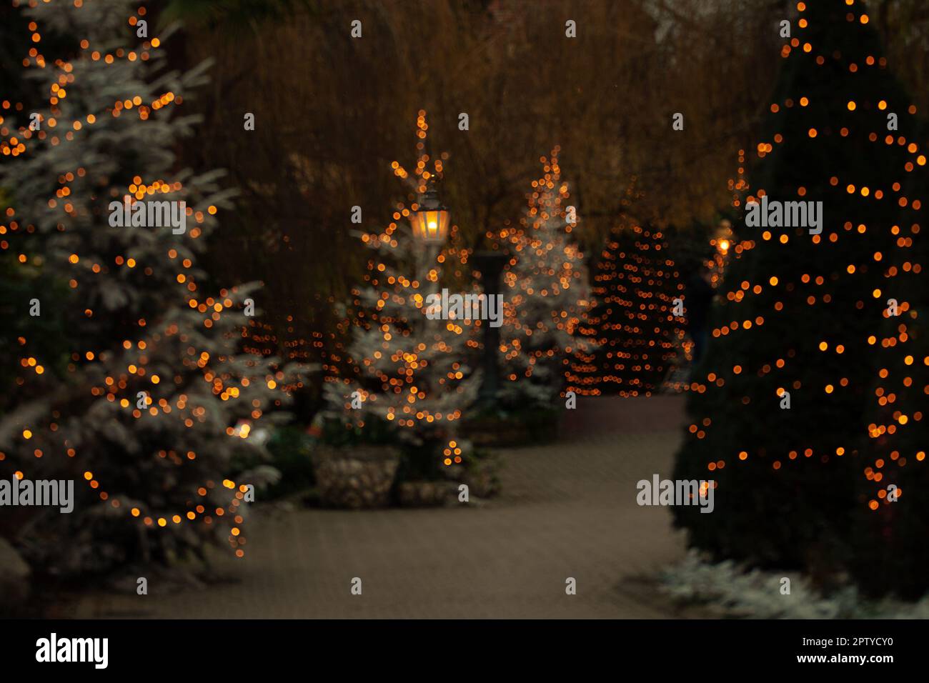 Weihnachtlich geschmückte beleuchtete Tannenbäume mit Laterne Banque D'Images