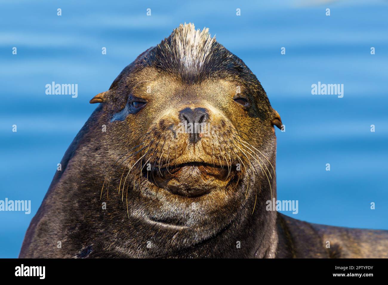 Sea Lion à Marina del Rey, comté de Los Angeles, Californie, États-Unis. Portrait en gros plan du lion de mer sauvage mâle de Californie dans le port. Banque D'Images