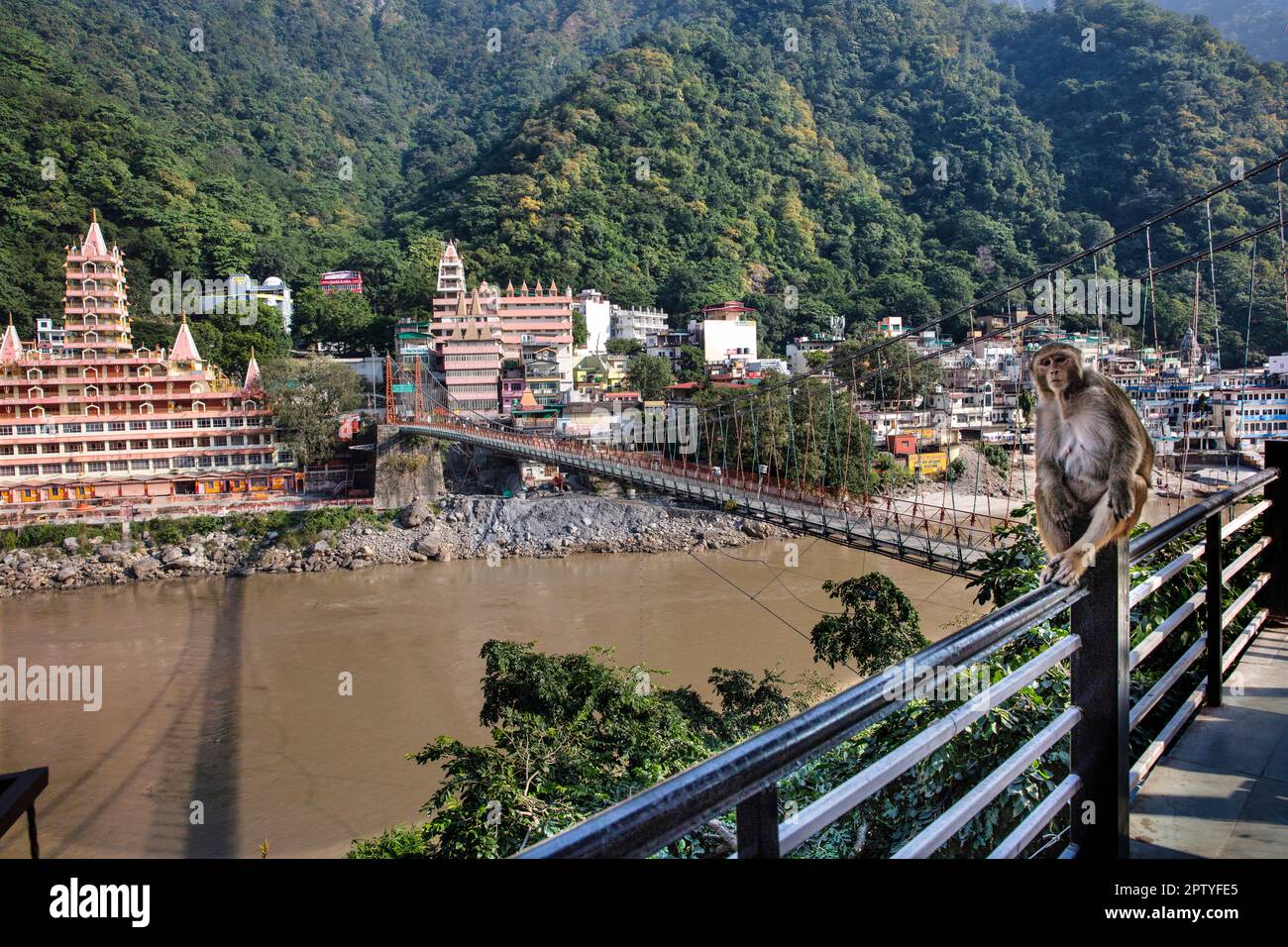 Inde, Uttarakhand, Rishikesh, Ganga, fleuve Ganges, Temple de Nilkantha Mahadev. Singe rhésus macaques. Pont Lakshman Jhula. Banque D'Images