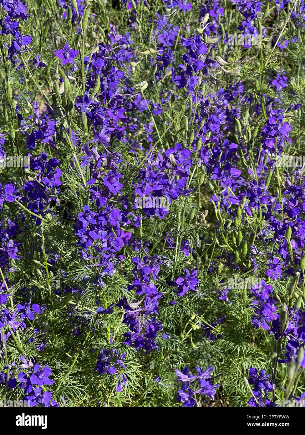 Ackerrittersporn, consolida ajacis ist eine Wild-und Heilpflanze mit blauen Blueten.Barnacle éperon, consolida ajacis est une plante sauvage et médicinale avec Banque D'Images