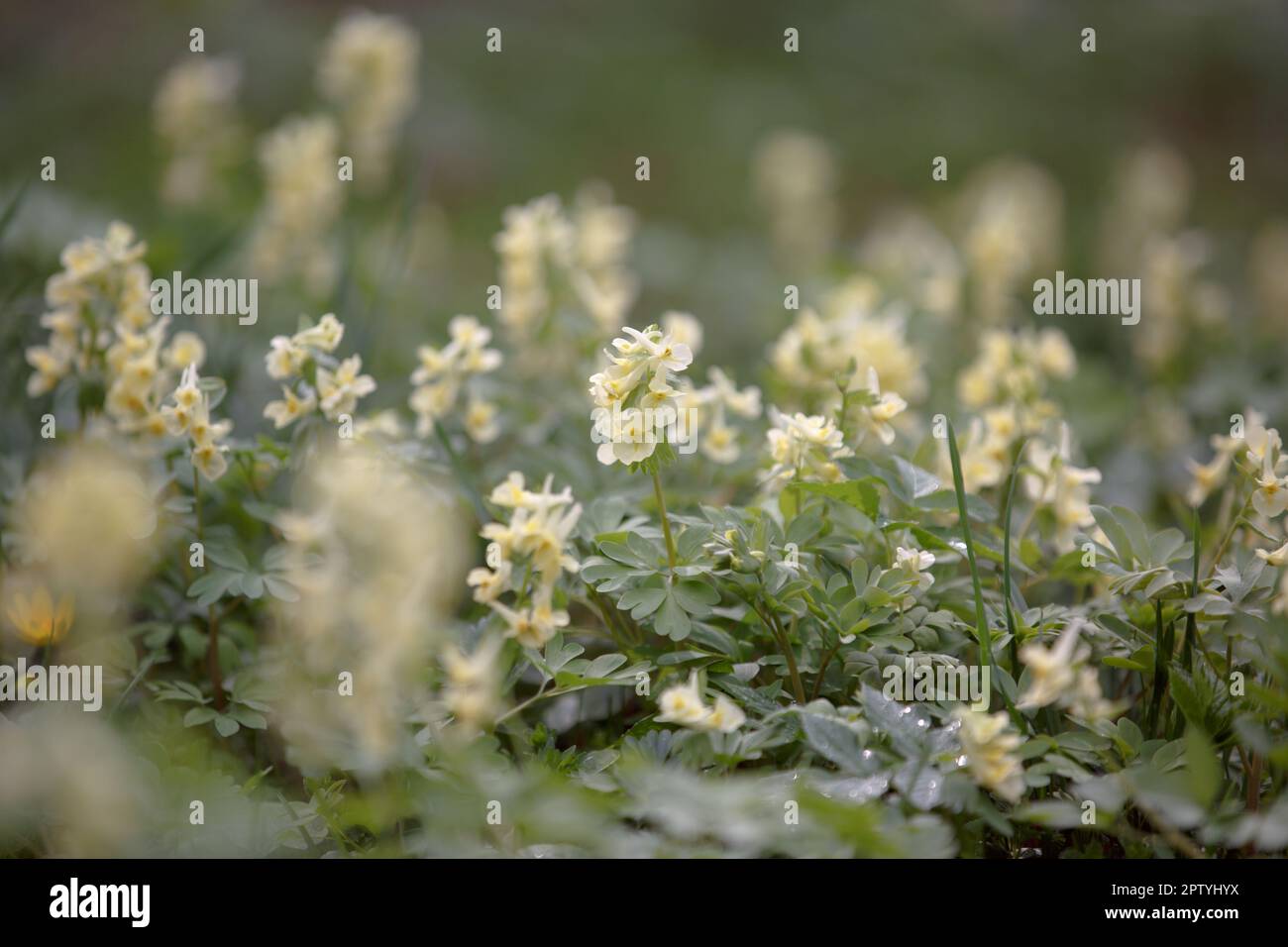 Corydalis Lutea. Fleur jaune. Fleurs sauvages tubulaires jaunes délicates avec feuillage. Au début du printemps, le sol de la forêt fleurira Banque D'Images