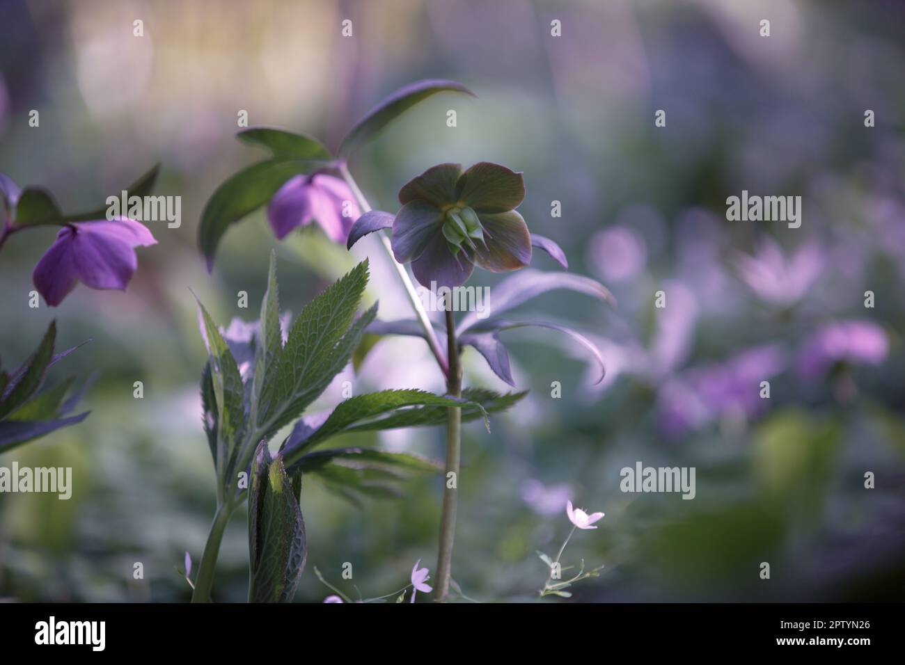 Hellébore. Rose de Noël ou rose de Lenten. Fleurs vertes et violettes fleuries au printemps. Gros plan détaillé de la belle fleur de hellebore. S Banque D'Images