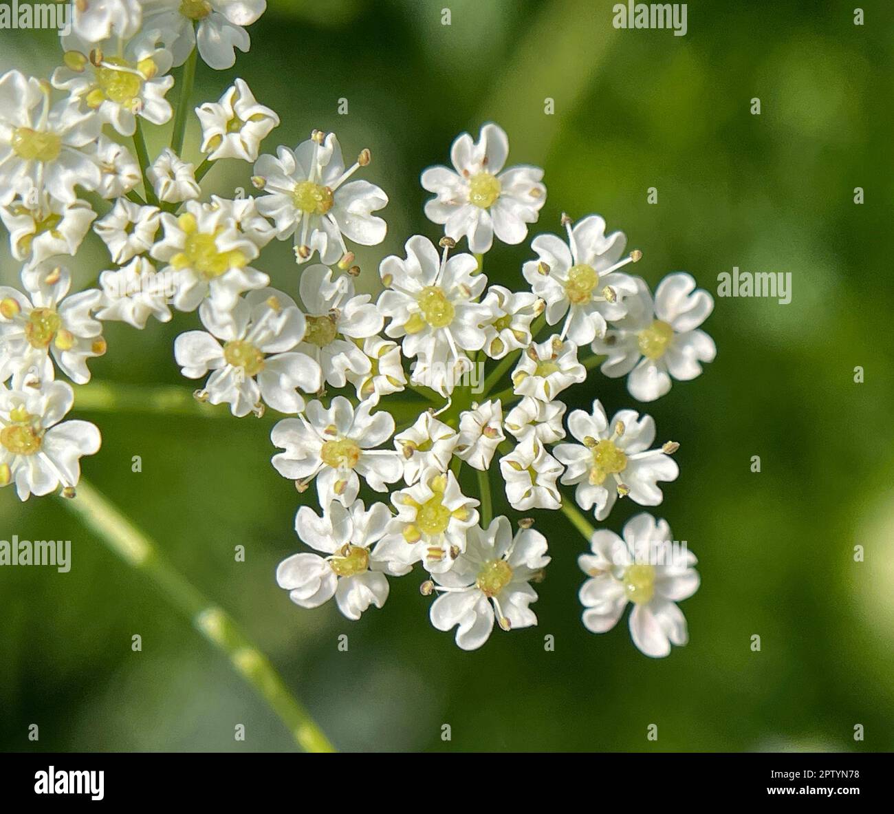 Anis, Pimpinella anisum, ist eine Heil- und Gewuerzpflanze die auch in der Medizin verwendet wird. L'anis, Pimpinella anisum, est un médicament et épicé Banque D'Images