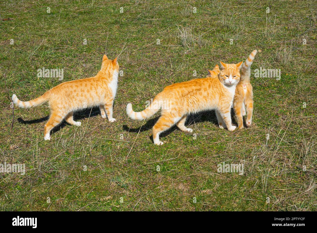 Trois chats sur l'herbe. Banque D'Images