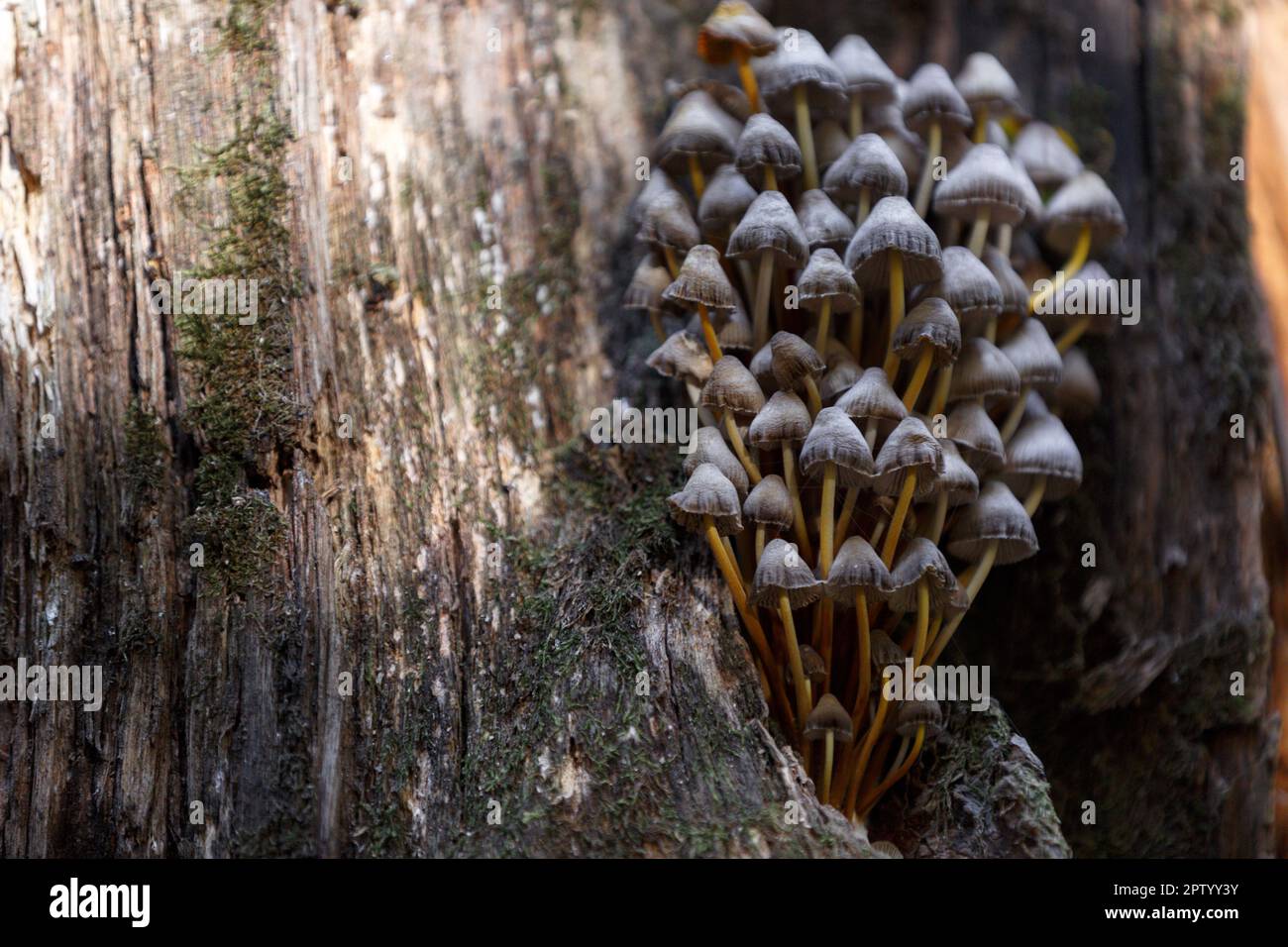 Champignons. Tabouret, champignon toxique. Champignons de forêt sur un tronc d'arbre pourri avec de la mousse. Un groupe de champignons toxiques et de mousse sur la souche pourrie Banque D'Images