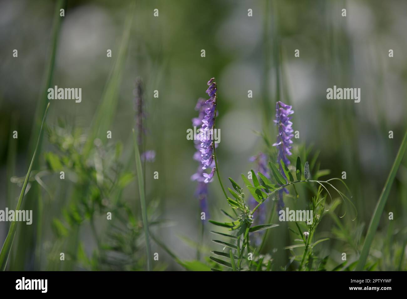 Fleurs de pois de souris sauvages bleu et lilas. Gros plan Banque D'Images